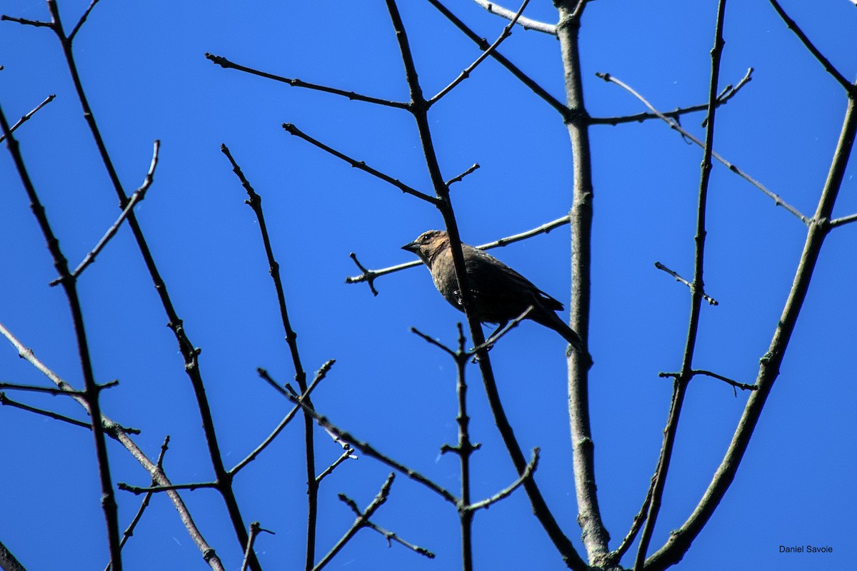 Brown-headed Cowbird - ML573927511