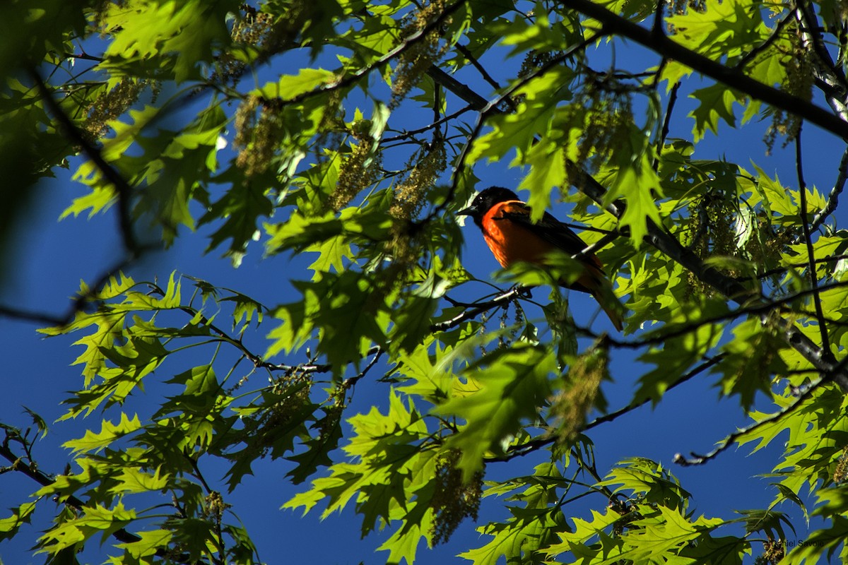 Baltimore Oriole - ML573927631