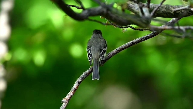 Least Flycatcher - ML573928401