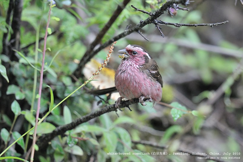 Chinese White-browed Rosefinch - ML57392851