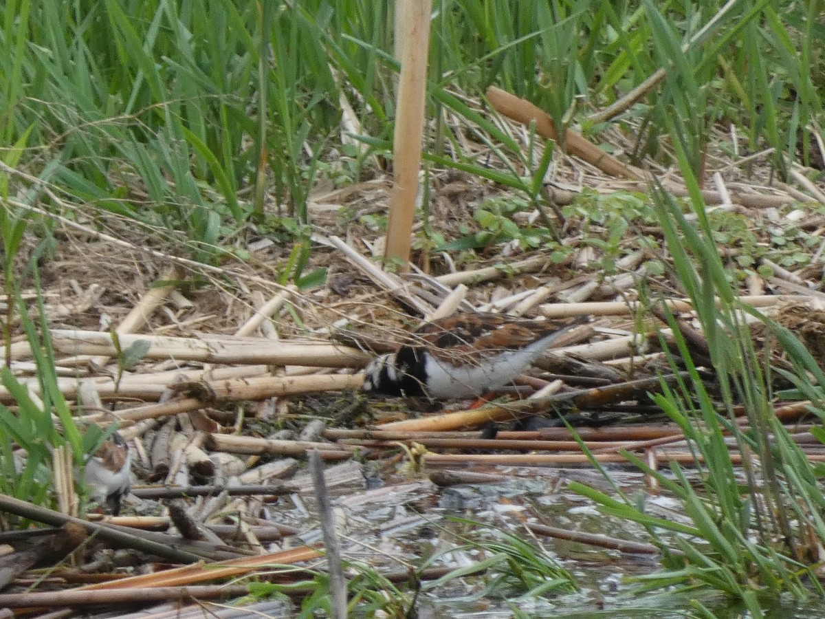 Ruddy Turnstone - ML573928631