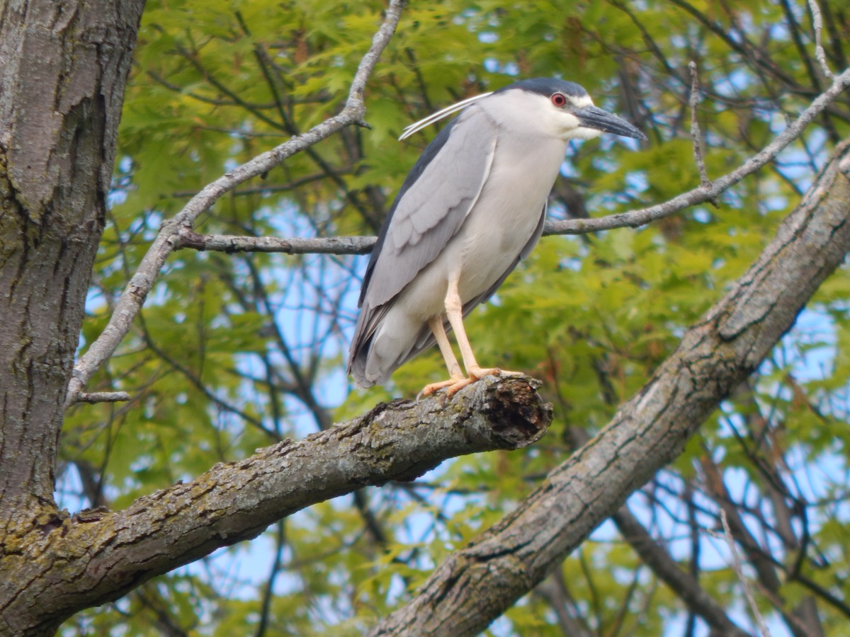 Black-crowned Night Heron - ML573928921