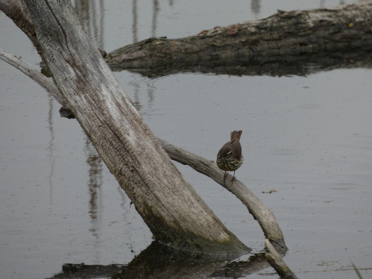 Drosselwaldsänger - ML573928931