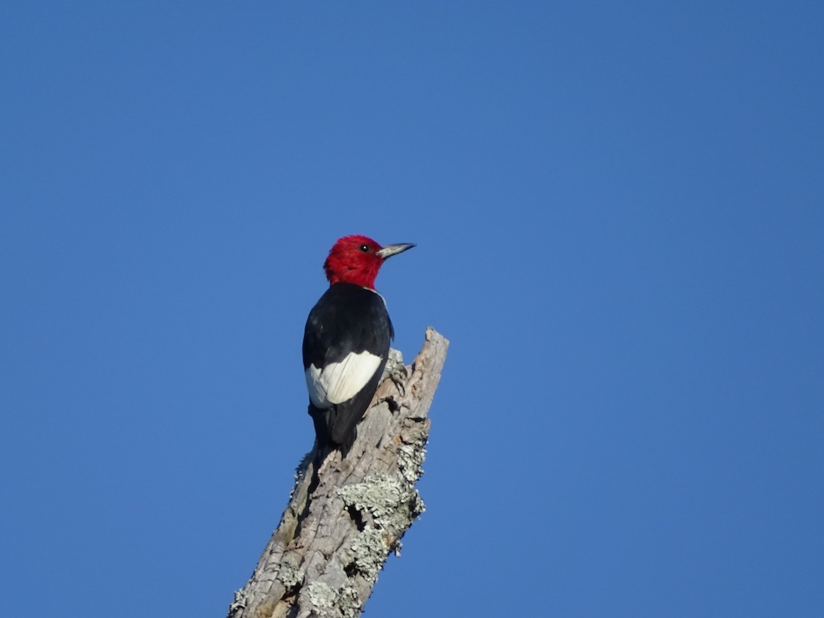 Red-headed Woodpecker - ML573929061