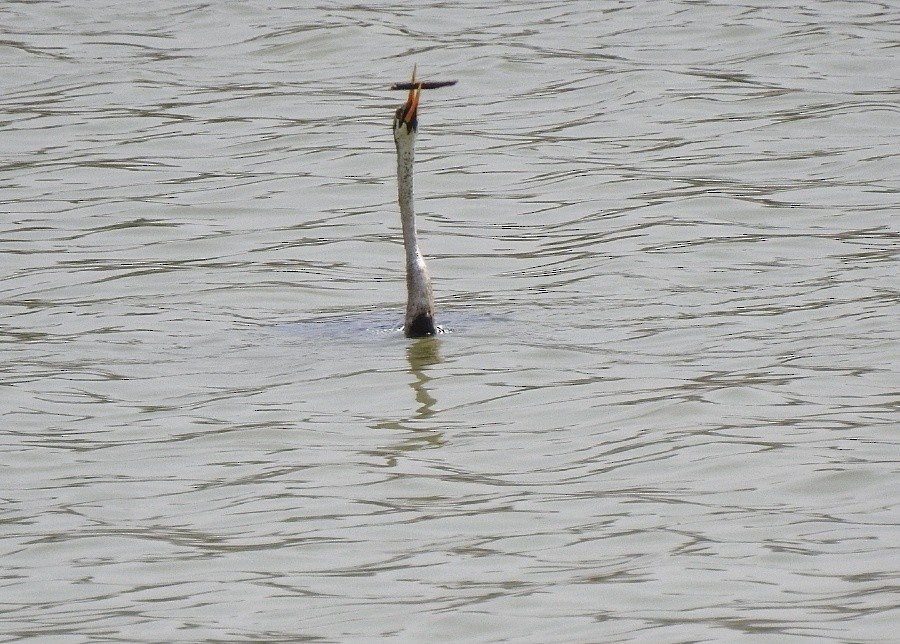 Oriental Darter - ML573929671