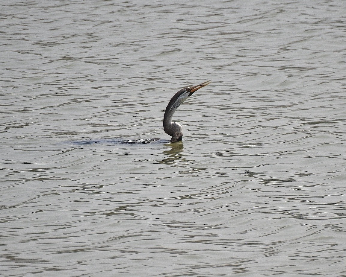Oriental Darter - ML573929681