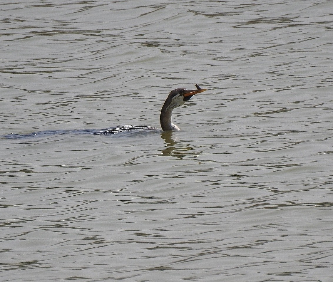 Oriental Darter - ML573929691