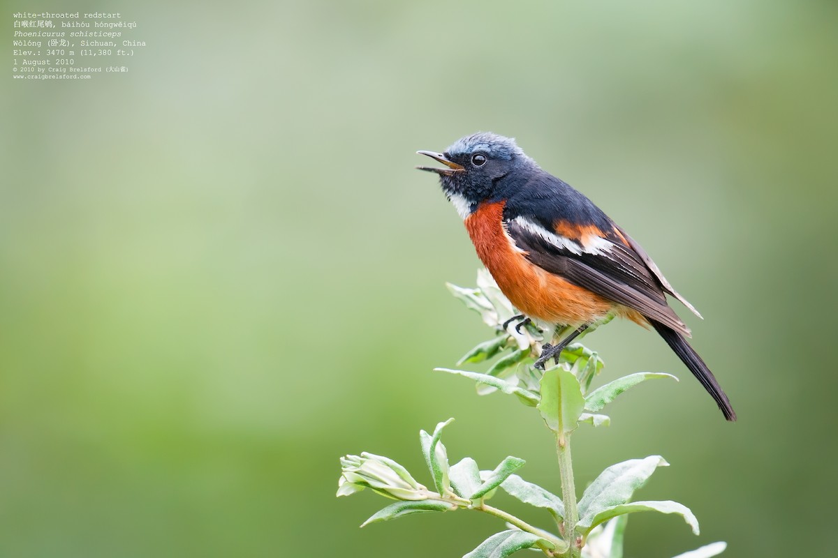 White-throated Redstart - ML57393041