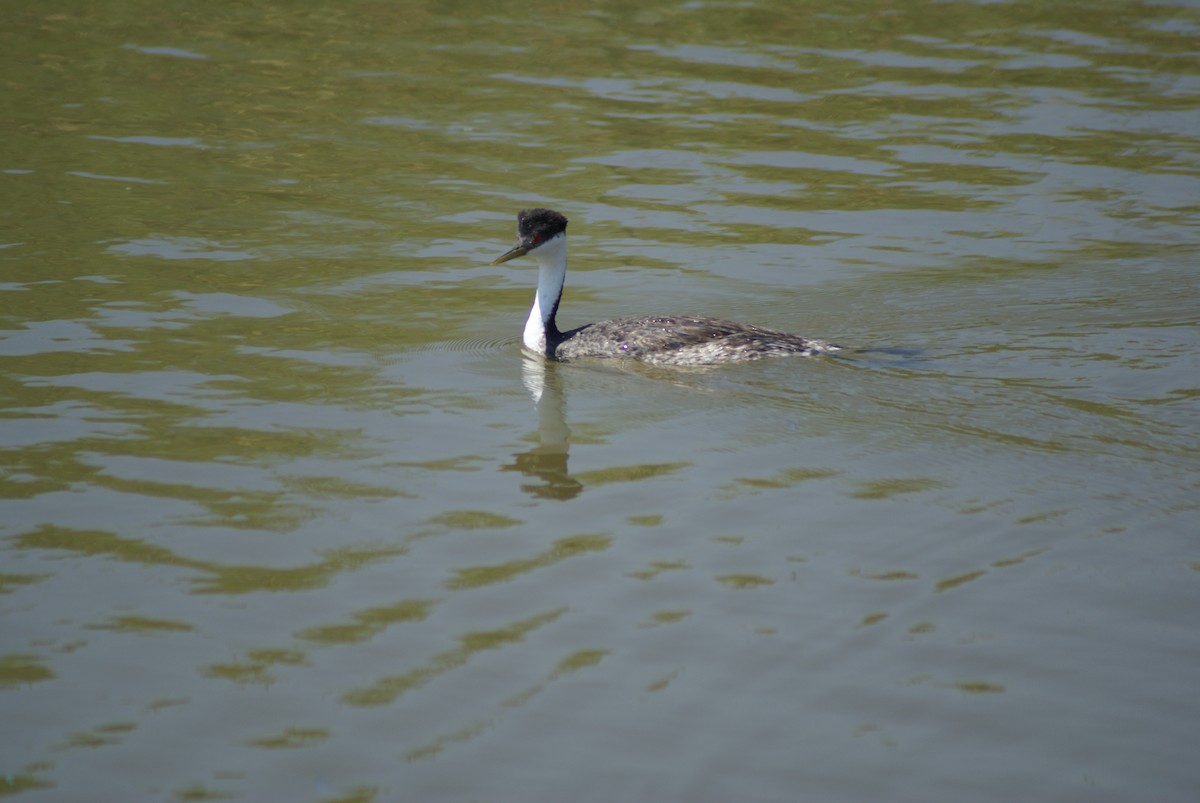 Western Grebe - James Bozeman