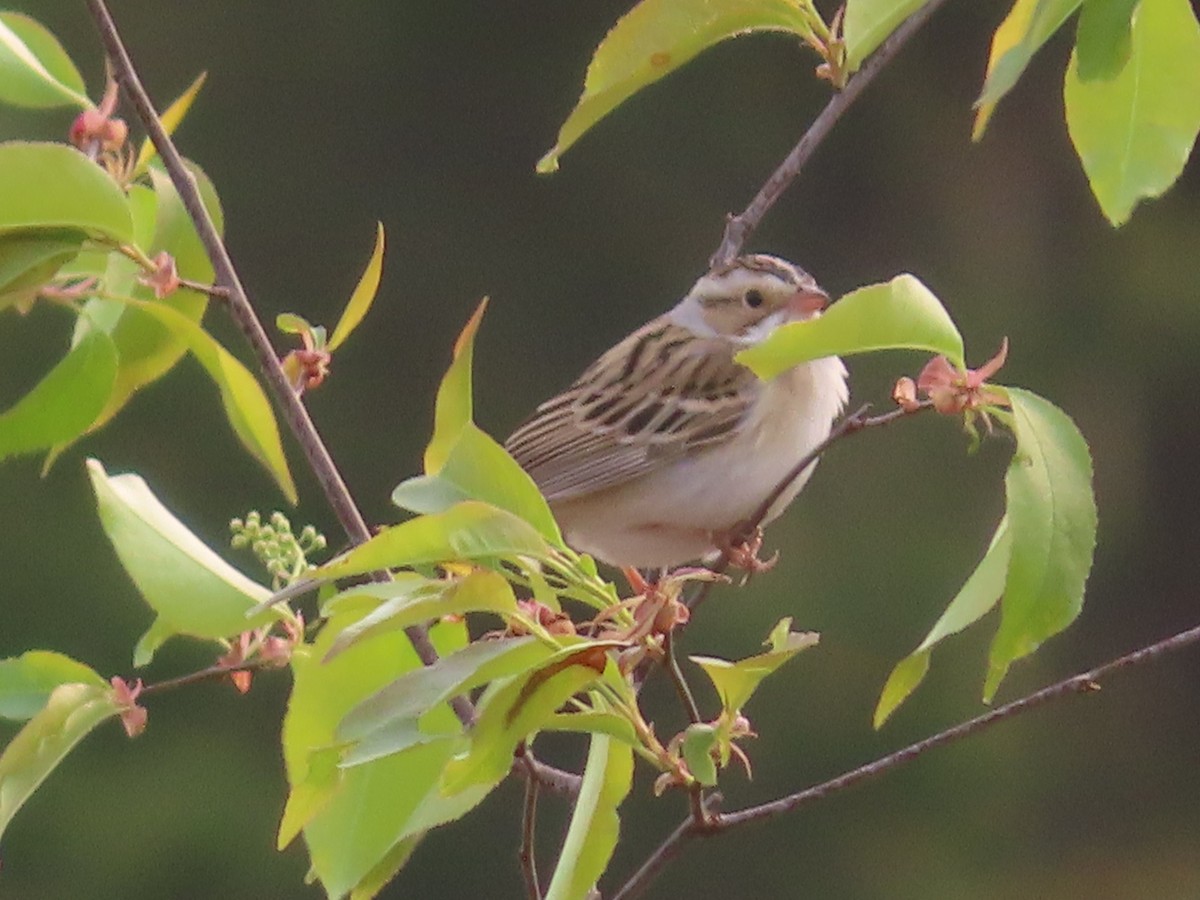 Clay-colored Sparrow - ML573930801