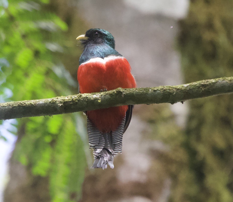 Collared Trogon - ML573931001