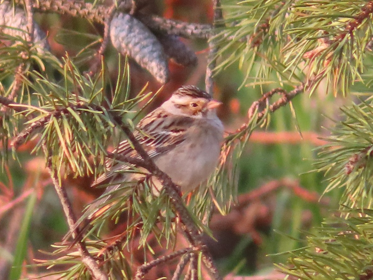Clay-colored Sparrow - ML573931941