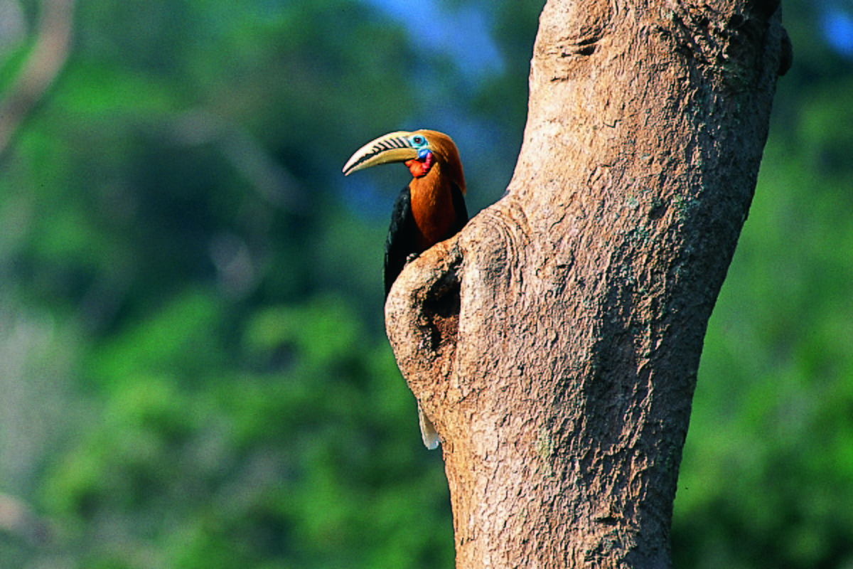 Rufous-necked Hornbill - Wachara  Sanguansombat