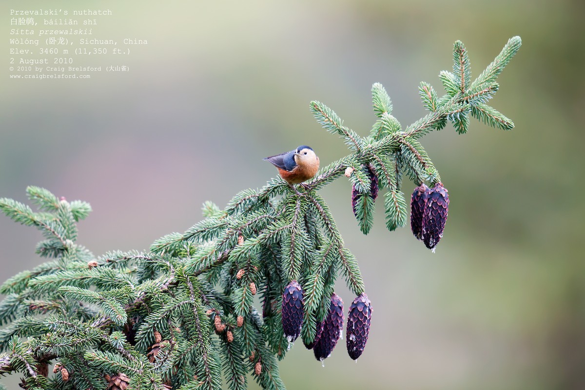 Przevalski's Nuthatch - ML57393291