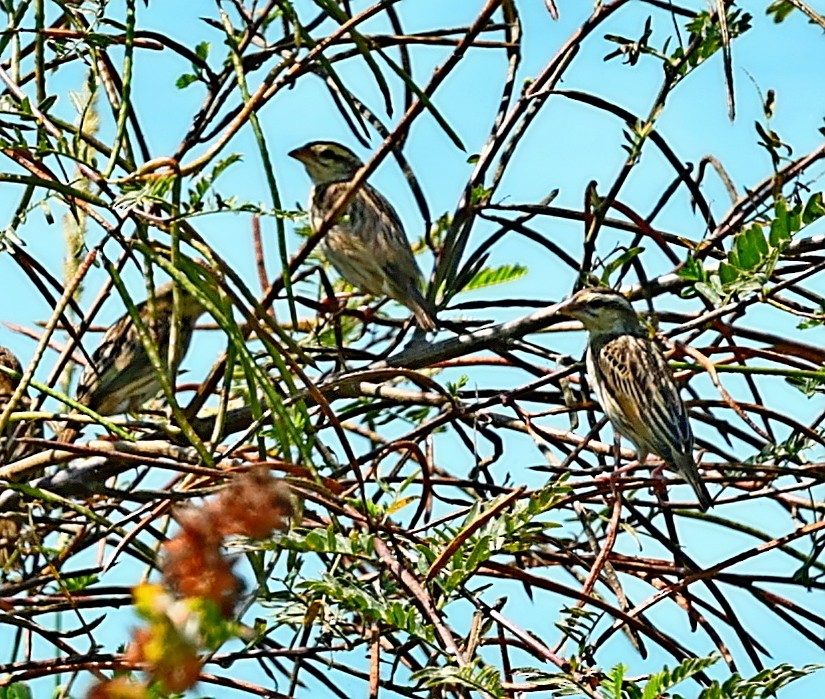 Yellow-crowned Bishop - ML573932921