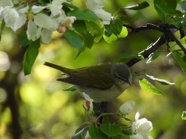 Tennessee Warbler - ML573934551