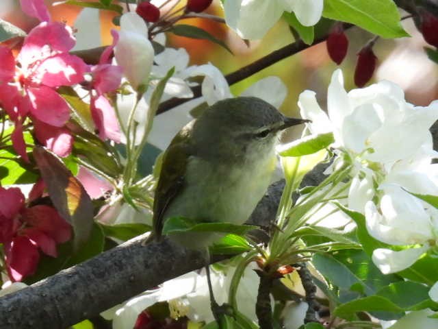 Tennessee Warbler - ML573934571