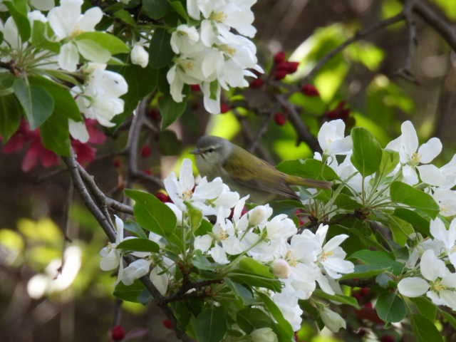 Tennessee Warbler - ML573934581