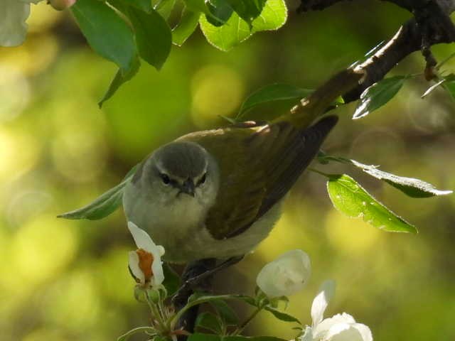 Tennessee Warbler - ML573934591