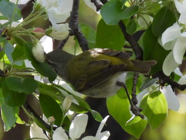 Tennessee Warbler - ML573934601