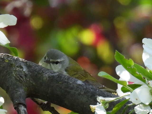 Tennessee Warbler - ML573934631