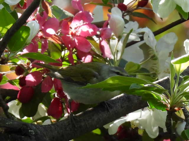 Tennessee Warbler - ML573934651