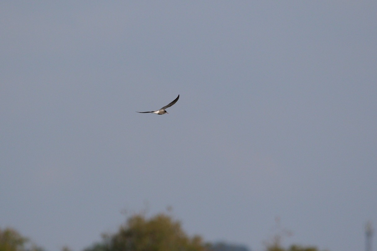 Black Tern - Tasos Tsonis