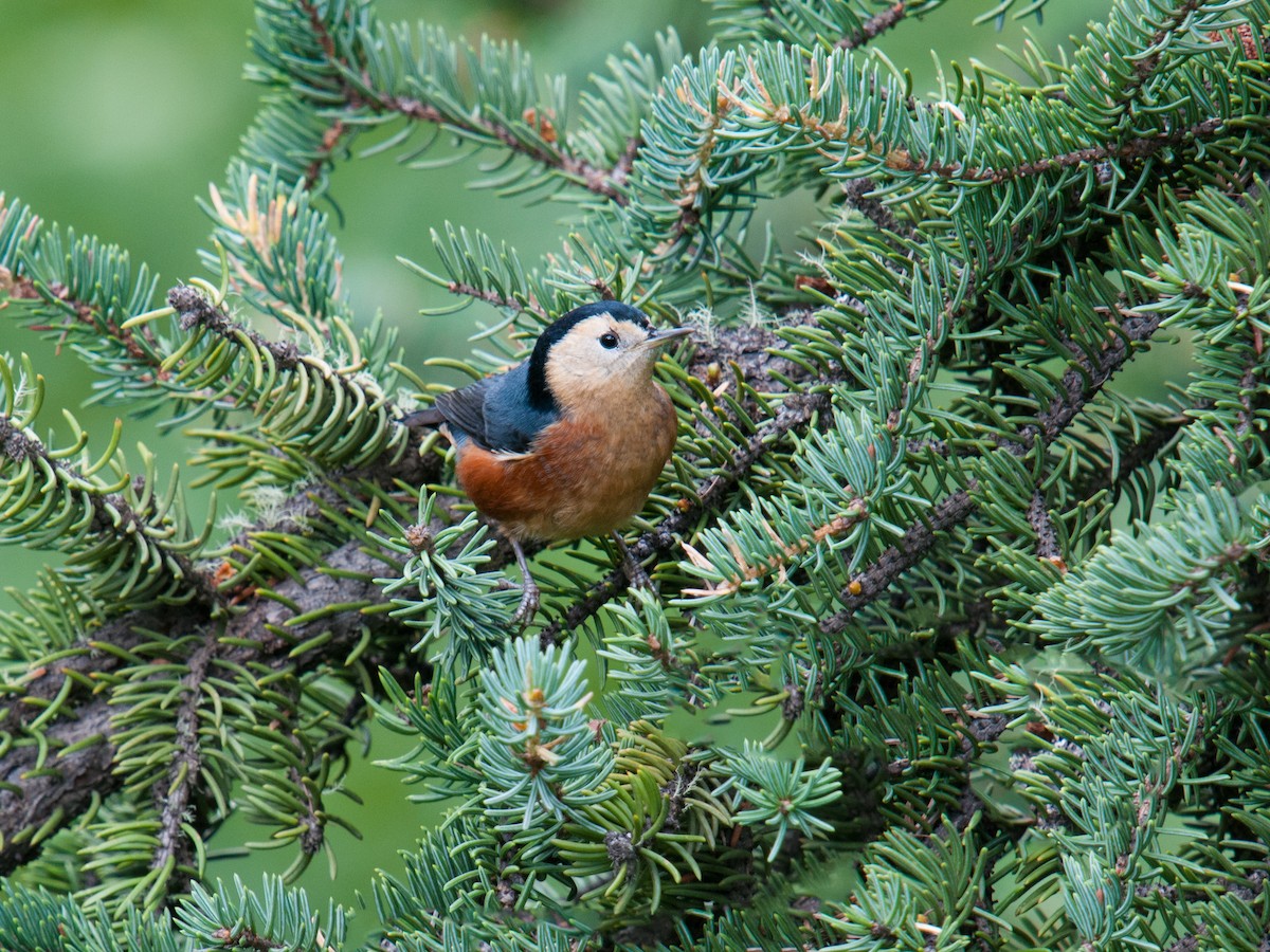 Przevalski's Nuthatch - ML57393501