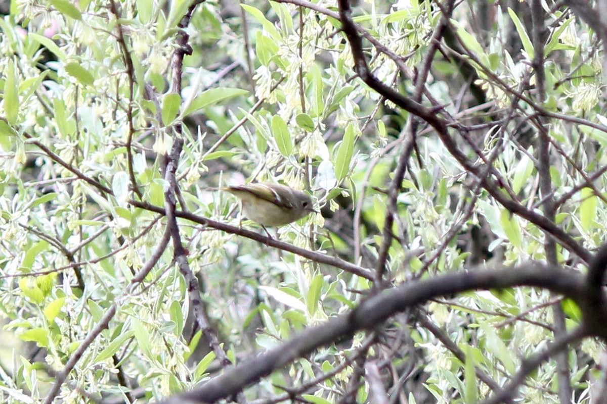 Roitelet à couronne rubis - ML57393511