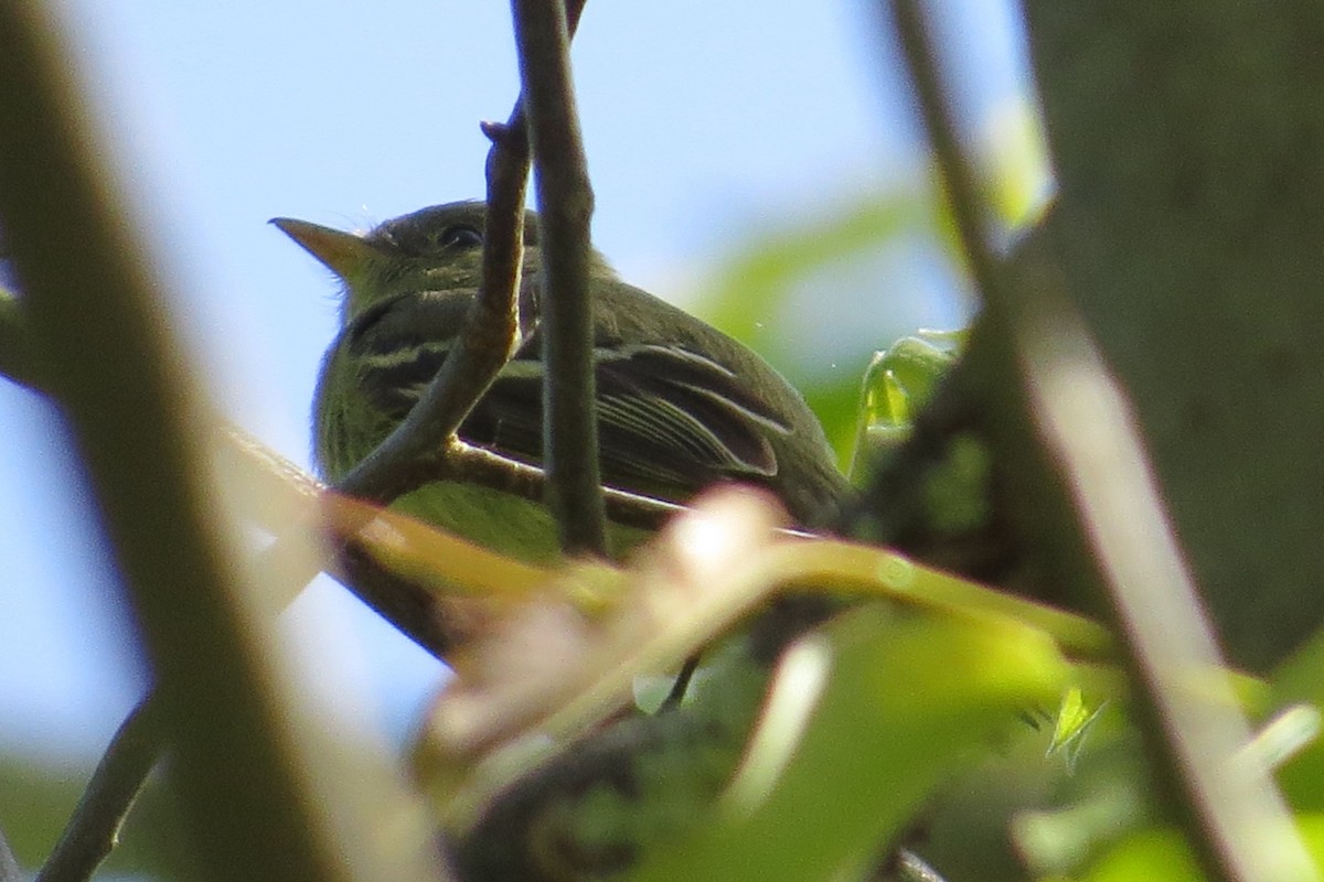 Yellow-bellied Flycatcher - ML573936561