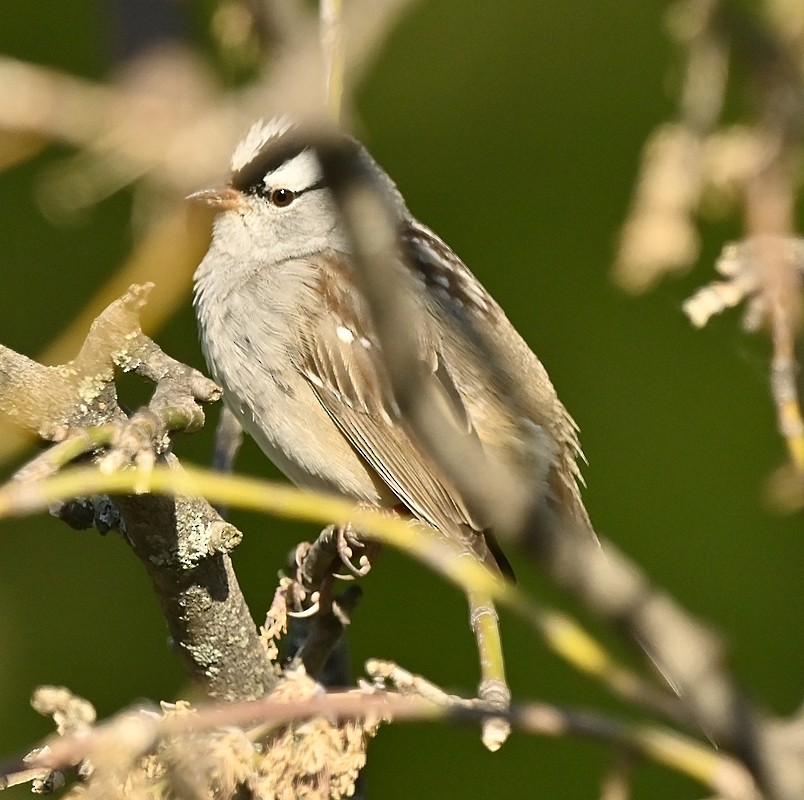 Bruant à couronne blanche - ML573937381