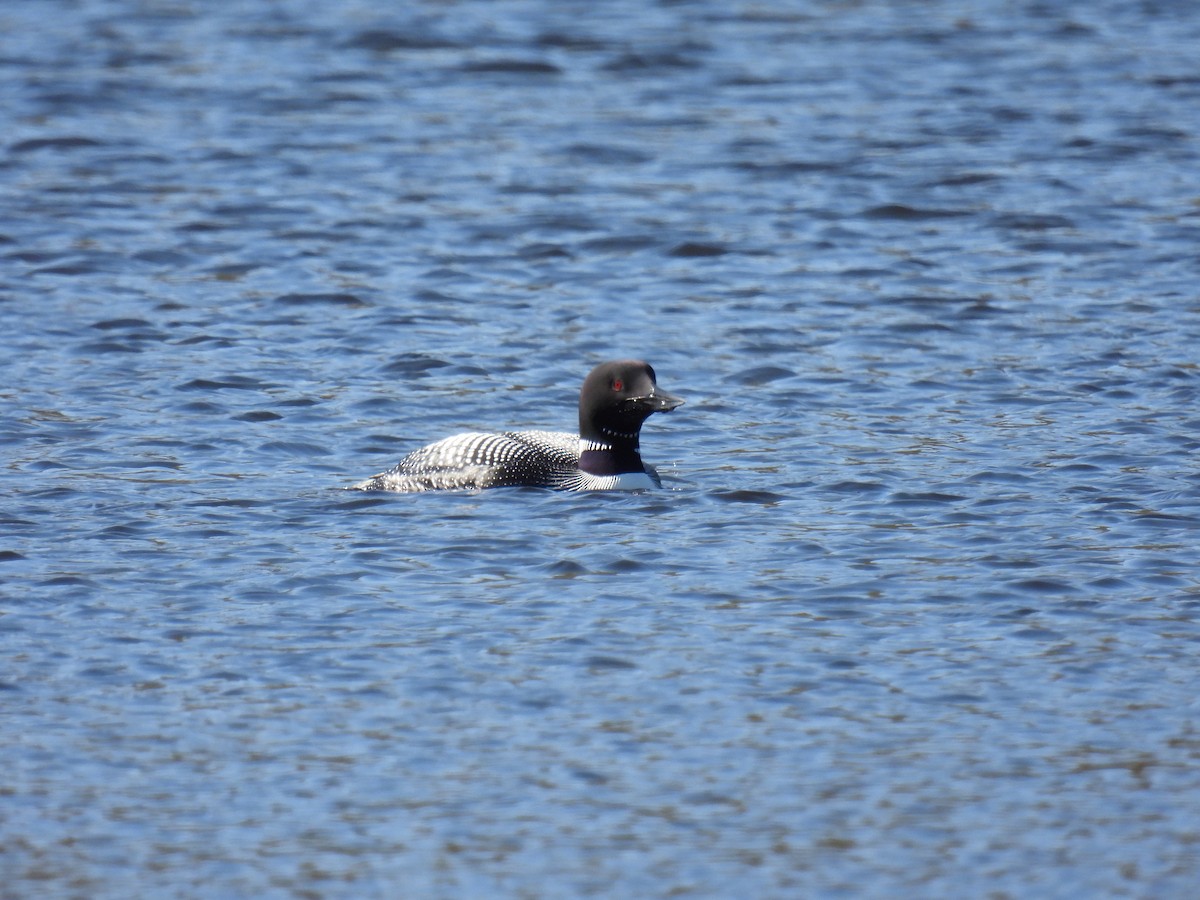 Common Loon - ML573939221