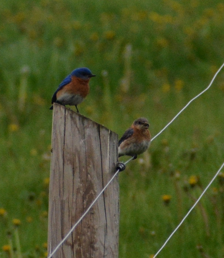 Eastern Bluebird - ML573939841