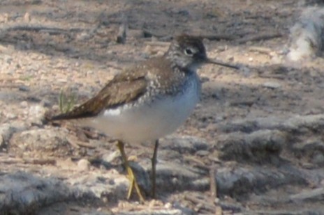 Solitary Sandpiper - ML57394071