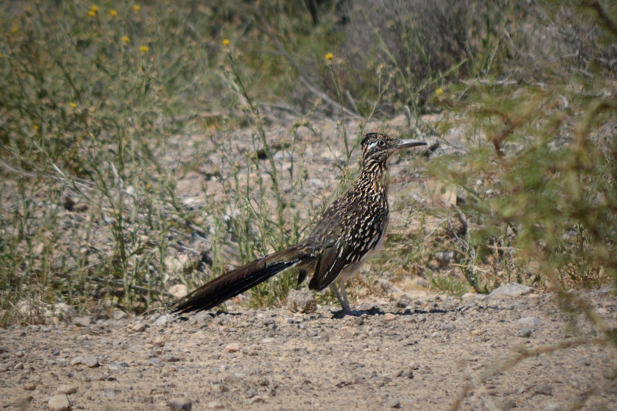 Greater Roadrunner - ML57394171