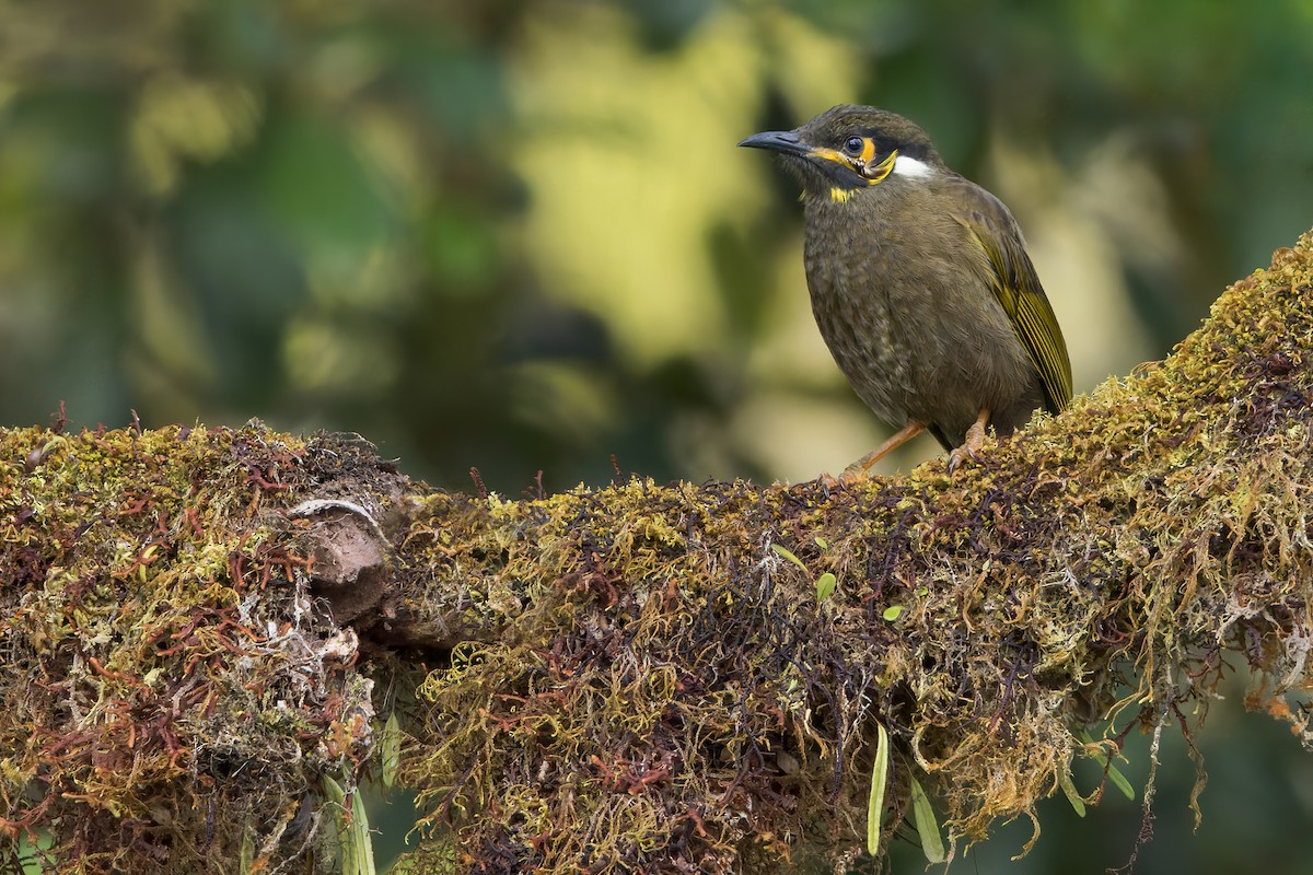 Black-throated Honeyeater - ML573941981