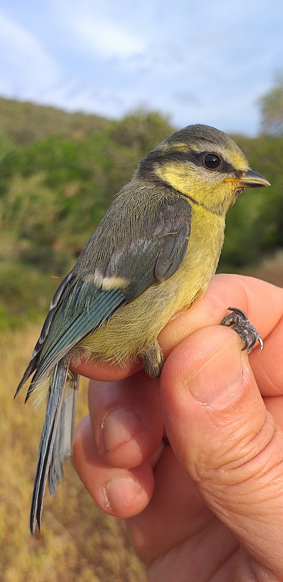 Eurasian Blue Tit - ML573942241