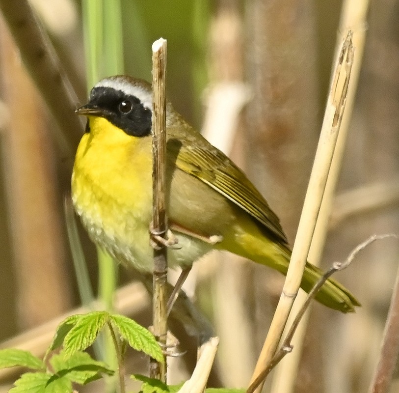 Common Yellowthroat - Regis Fortin