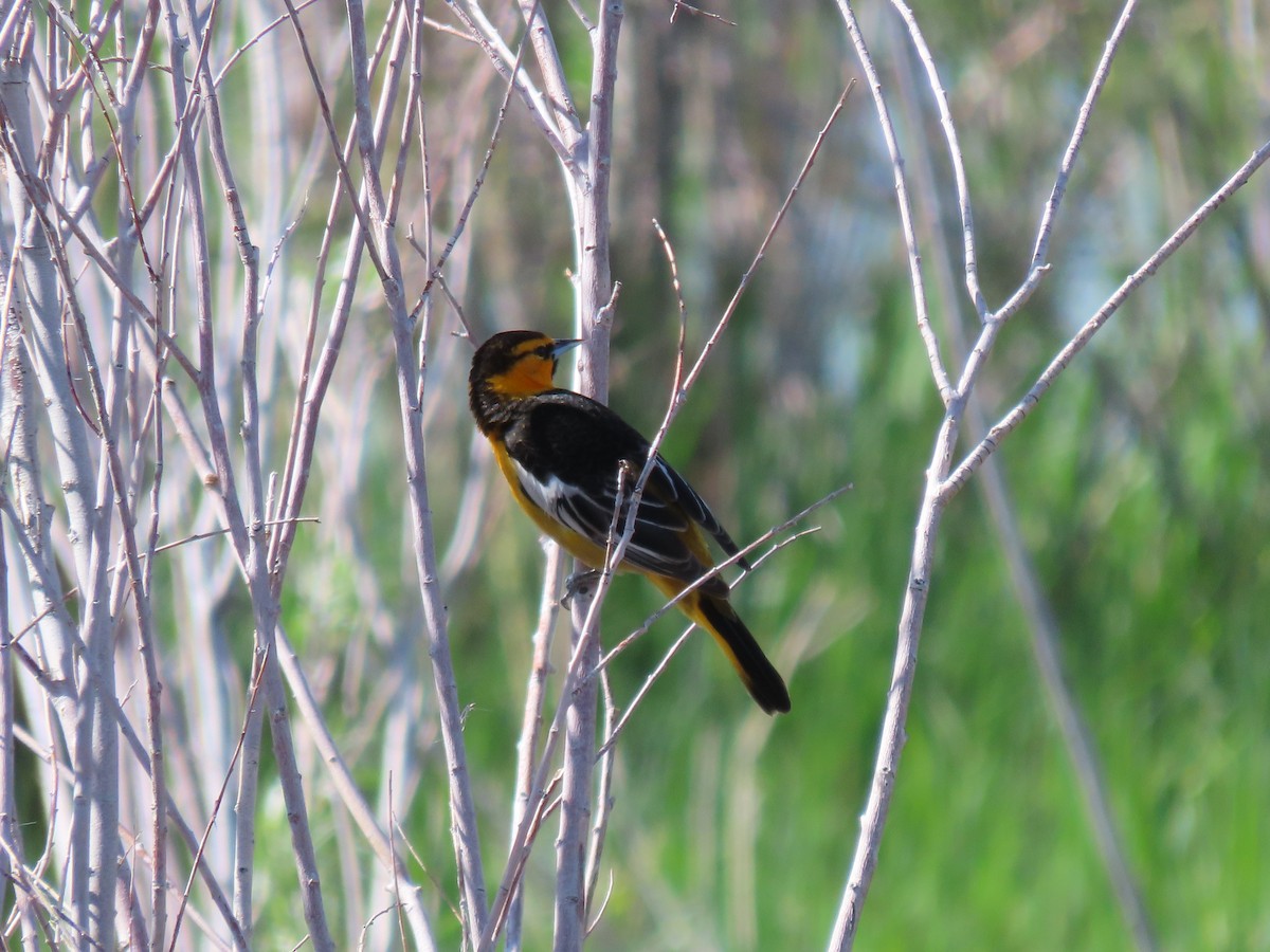 Oriole de Bullock - ML573946591