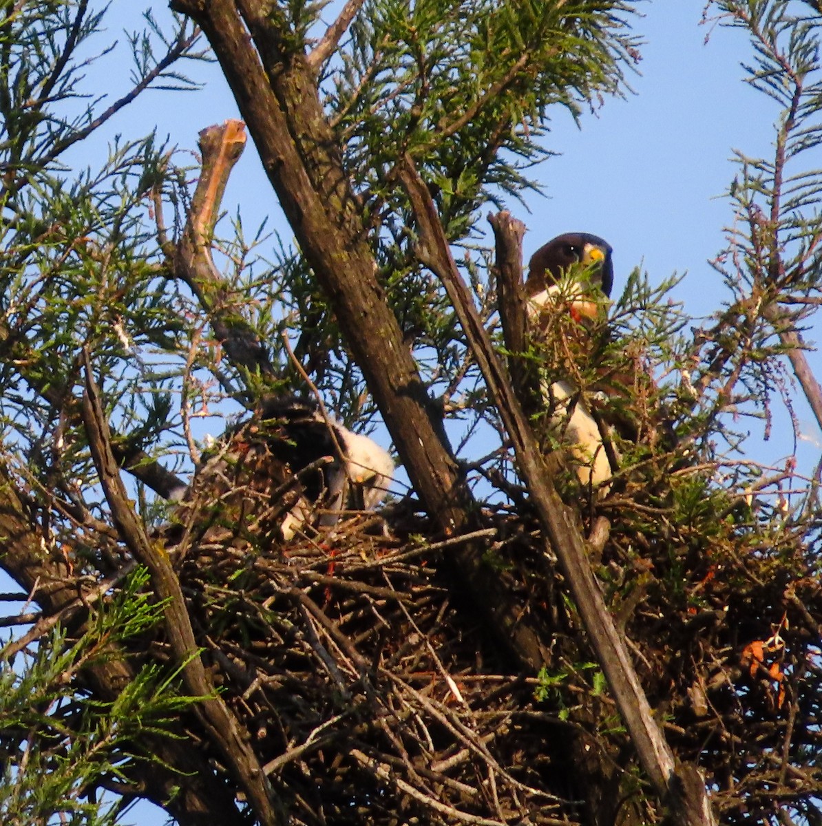 Short-tailed Hawk - ML573946611