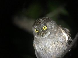 Principe Scops-Owl - ML573947001