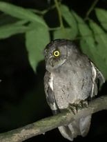 Principe Scops-Owl - ML573947011