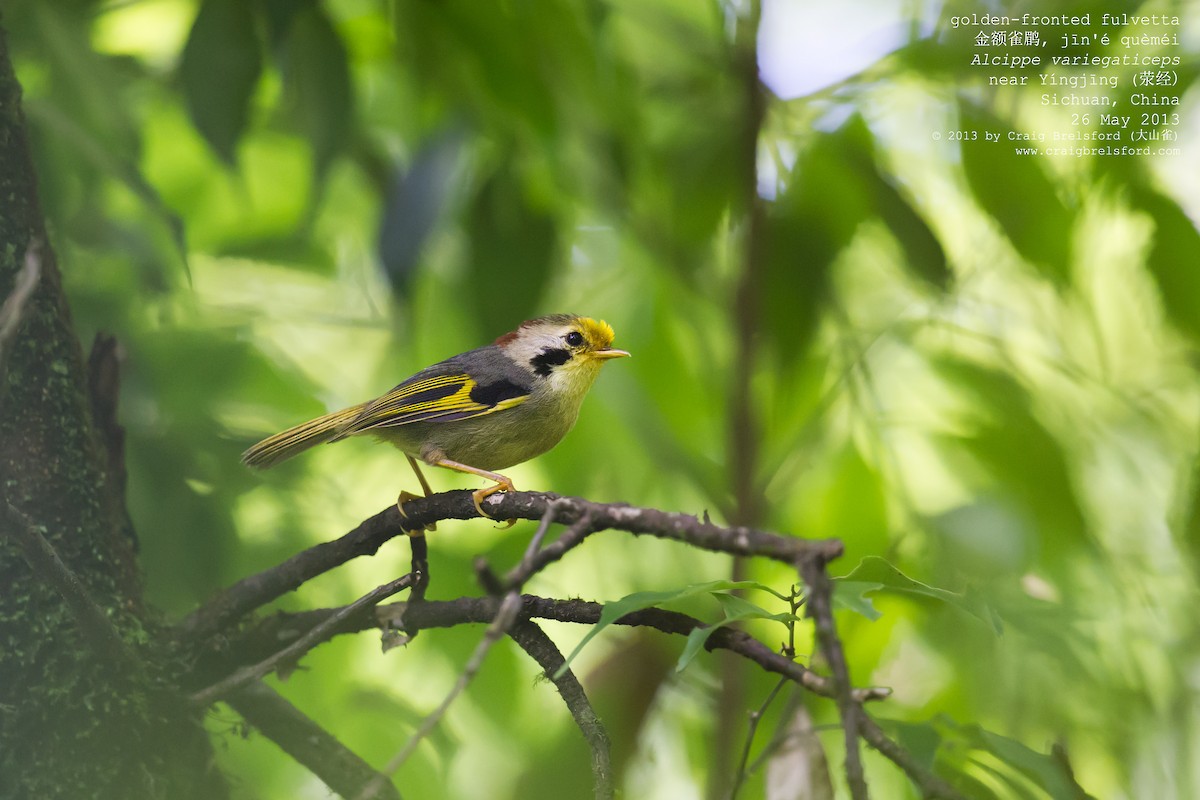 Gold-fronted Fulvetta - Craig Brelsford
