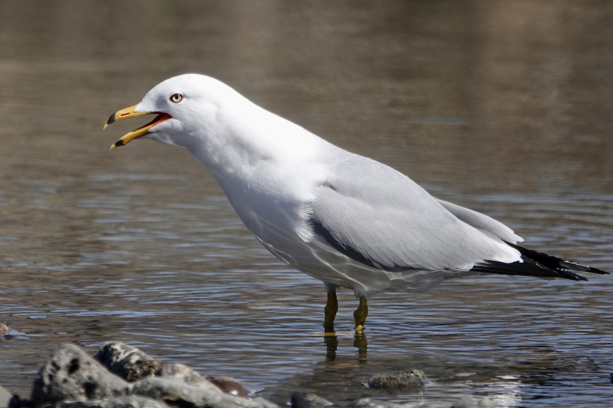 Ring-billed Gull - ML573947421