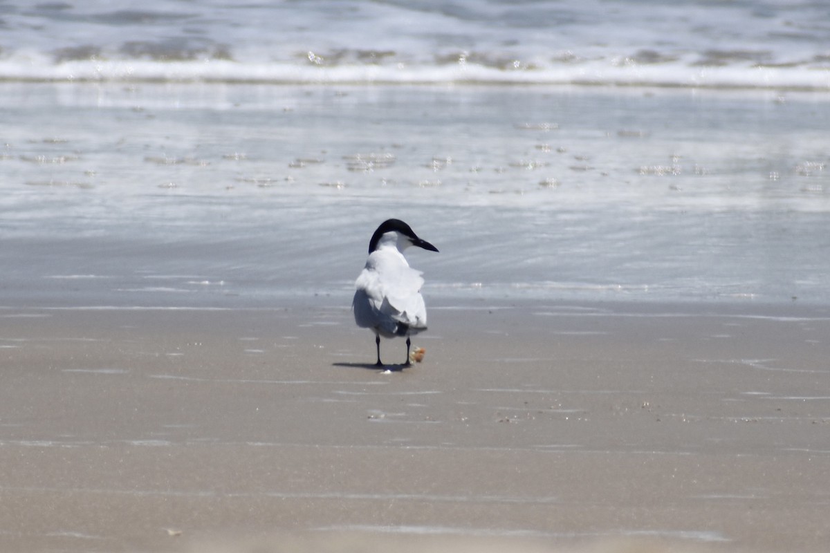 Gull-billed Tern - ML573948621