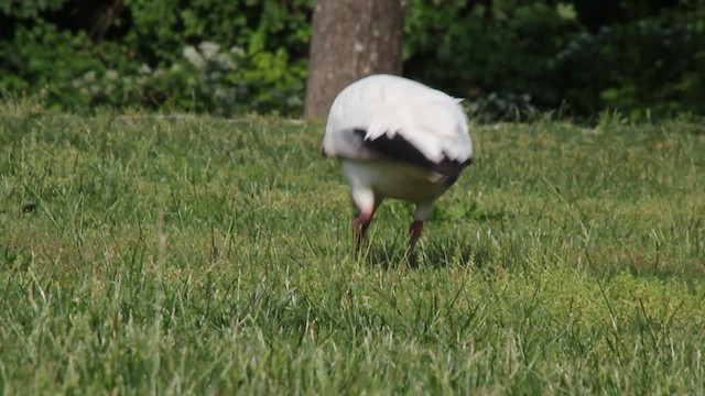 Snow Goose - ML573949511