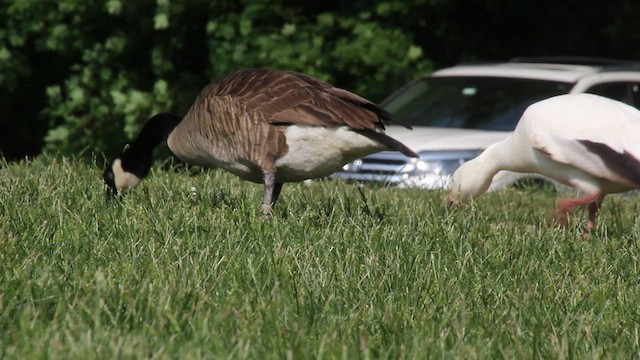 Snow Goose - ML573949581