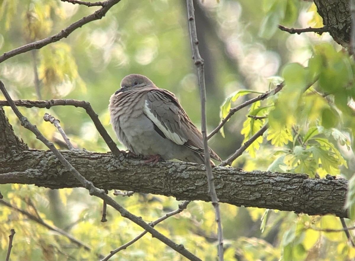 eBird Checklist - 18 May 2023 - Montrose Point Bird Sanctuary, Lincoln ...