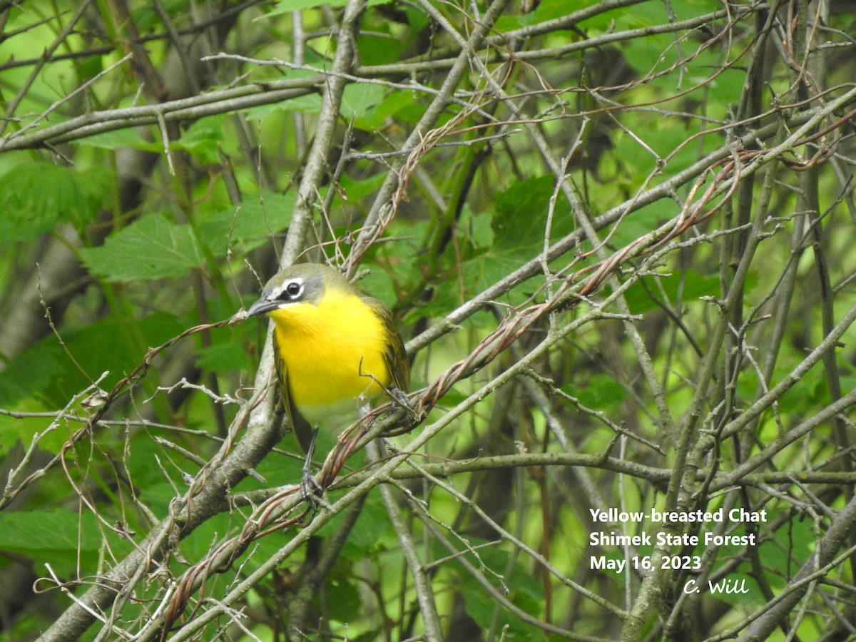 Yellow-breasted Chat - ML573952941