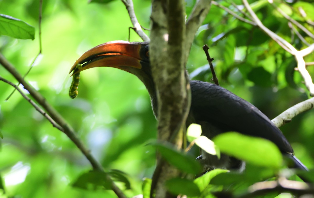 Malabar Gray Hornbill - Kiron Vijay